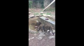 Watch as Jaguar wrestles with frozen blood popsicle