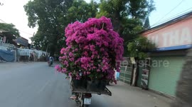 Overloaded motorbike carrying large flower pots on the streets in Vietnam