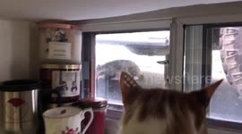 Raccoon sleeps under car