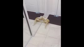 Kitten attacks mirror after seeing himself for the first time