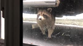 Friendly raccoon says hi