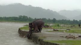 Mother elephant helps her struggling baby calf climb out of a river in India
