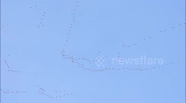 Sandhill Cranes flying so high over Edmonton.