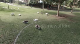 In this video I  show gooses in Parque Pedra da Cebola , Vitória - ES, Brazil