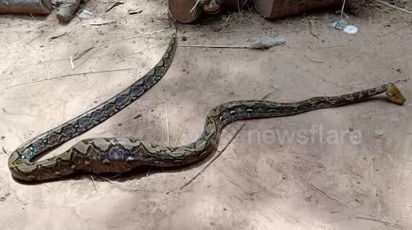 Wild python caught after eating prized rooster on farm in Thailand ...