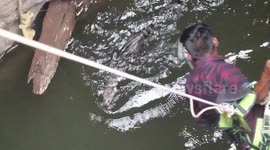Rescuer dangles midair to save civet cat drowning in 70-feet deep well