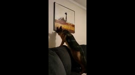 German Shepherd straightens an old painting