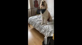 Teddy, Goldendoodle, terrified of heights