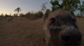 Curious hyena cub carefully approaches GoPro before giving it a good lick