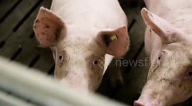 Germany adopts stricter rules for the meat industry after COVID-19 outbreaks in slaughterhouses