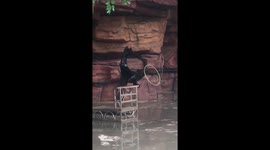 Manatee pulls of series of tricks in China