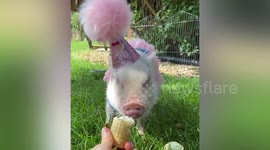 Fashionable micro pigs with a cute wardrobe of outfits