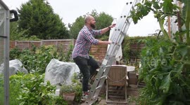 Dad delighted after sunflower grows 