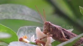 Rare Video Captured | Grass hopper Eating Lemon Flower