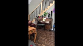 Dog plays the piano for his biggest fans, his human family