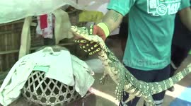 Monitor lizard sprints away after being found in woman's car engine