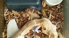 Southern Pacific rattlesnake live feeding