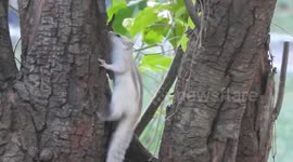 Leucism Affected Three Striped Palm Squirrel Found in Tissa, Sri Lanka