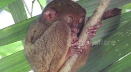 Tiny Tarsiers (Tarsius Syrichta) Just measures 4 to 5 inches. At Philippine Tarsier Sanctuary in Bohol.