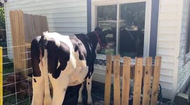 Meet this adorable rescue cow who impatiently calls at a farmer's window for a hug and a kiss every morning