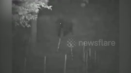 Adult elephant tries to break down enclosure protecting rescued baby jumbo