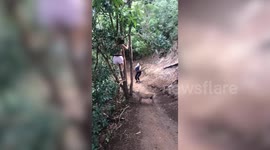 Wild pig chases woman up a tree in Hawaii