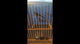 Bird rotates its neck nearly 360 degrees, 'Exorcist'-style