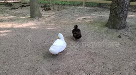 Ducks waddling and quacking