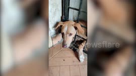 Animal rescuers free nursing dog stuck in iron fence in southern India