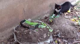 Quick Cat Dodges Attacking Cobra