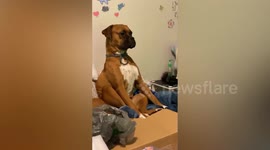 Pet Dog Has Serious Expression On His Face