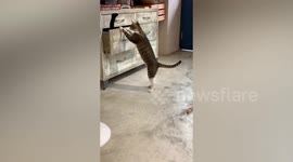 Cat pushes drawer to close after another feline jumps inside