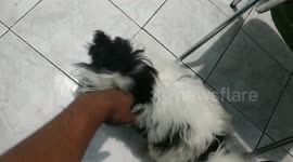 Cute puppies are welcoming guest to the home