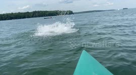 Playful Seal in Casco Bay, Portland, Maine