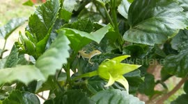 Cute baby anole lizard