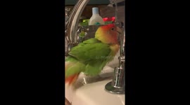 Birdie bath time