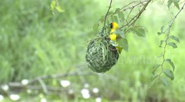 A beautiful male Southern Masked Weaver nest building, stripping leaves and displaying