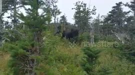 Storm chaser has close encounter with moose