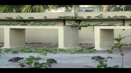 A women in South India changed her terrace into a bird sanctuary
