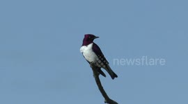 Violet-backed starling is a sight to see in South Africa