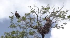 Huge White-backed Vultures at their nest