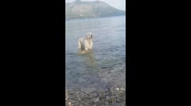 Dog diving to fetch a rock