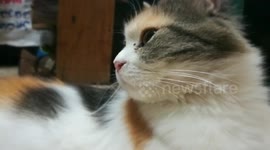 Adorable Pharonic Cat In My House