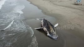 Possibly dead humpback whale washes ashore in southern California