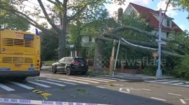 New York bus, multiple cars get trapped under tree, live power lines due to Tropical Storm Isaias