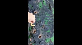 Hand feeding the Harp fish a french fry