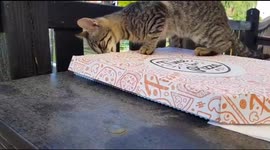 A cute cat wants to eat my pizza