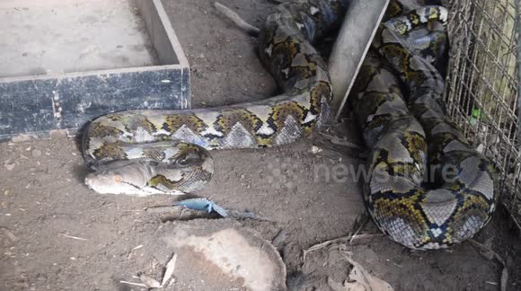 GoPro footage shows aggressive python caught in chicken coop - Buy ...