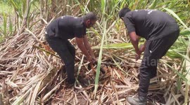 Aggressive python hides in sugarcane farm while shedding its skin in western India