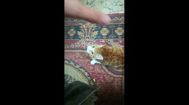 Basics To Teach Kitty Home Jump